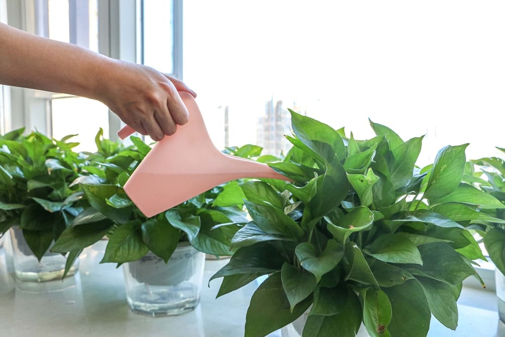 pothos leaves