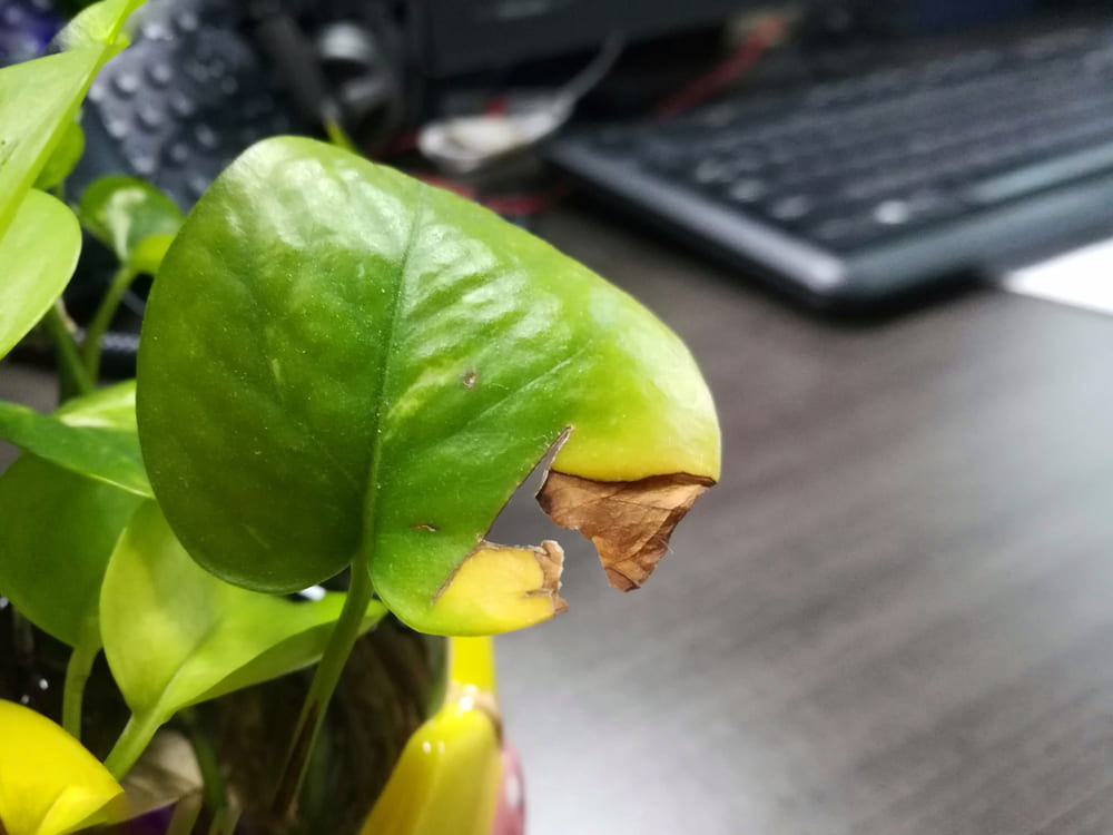 Sunburn pothos leaves