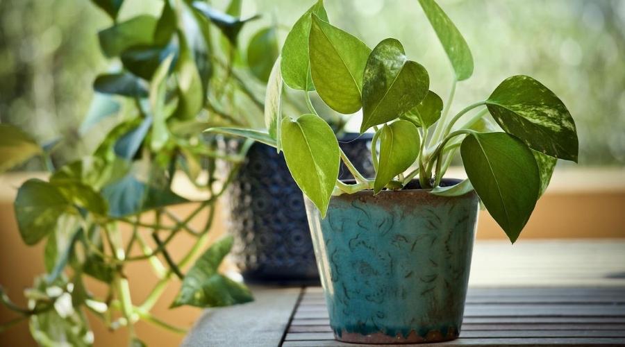 pothos leaves turning yellow