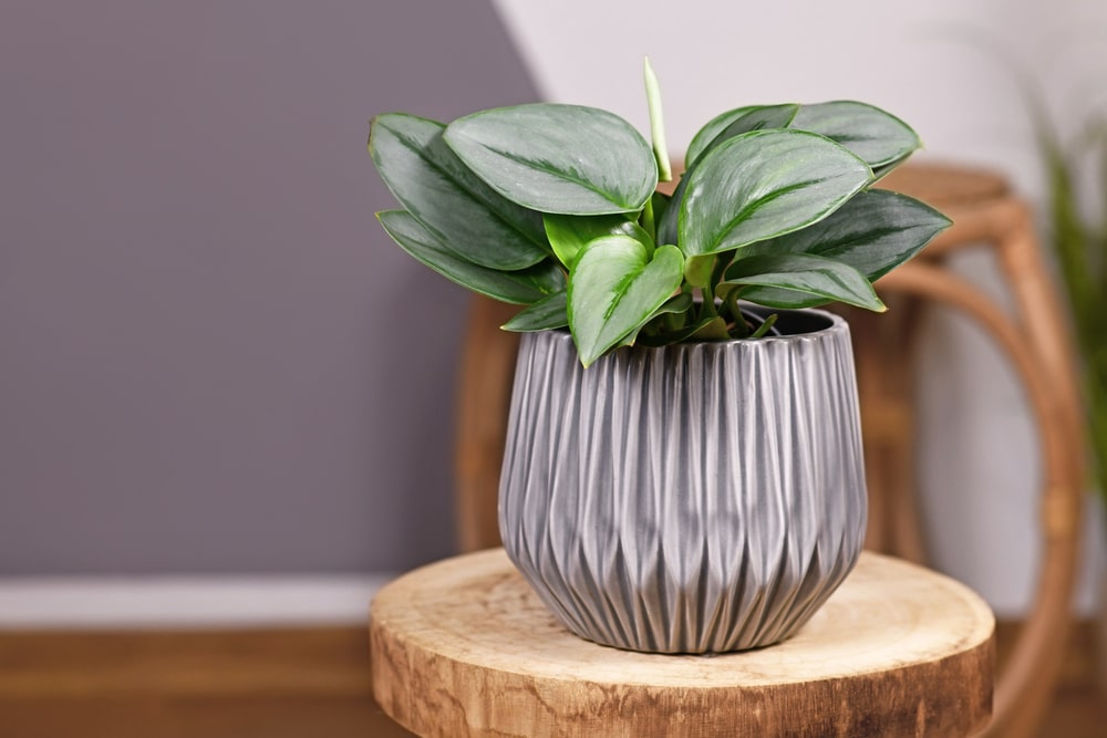 moonlight pothos