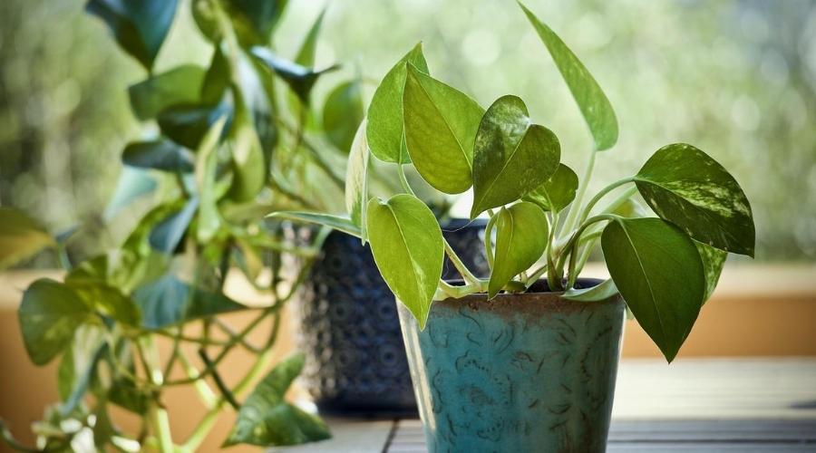 pothos varieties