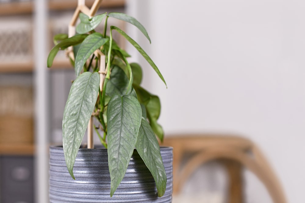 cebu blue pothos