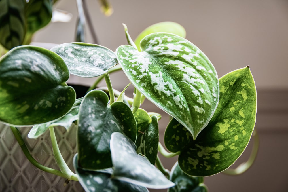 satin pothos
