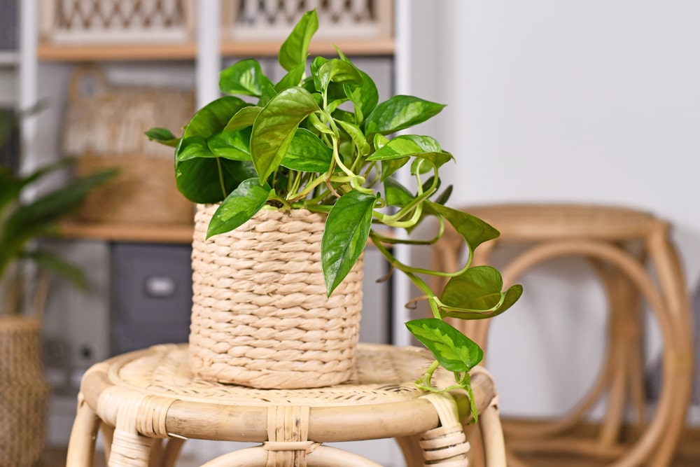 global green pothos