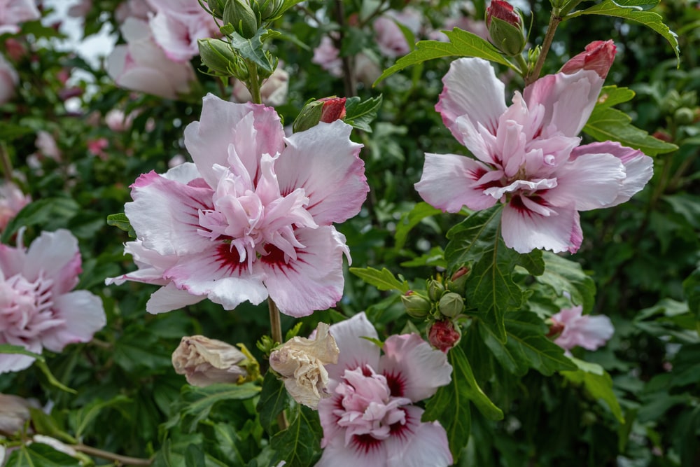 rose of sharon