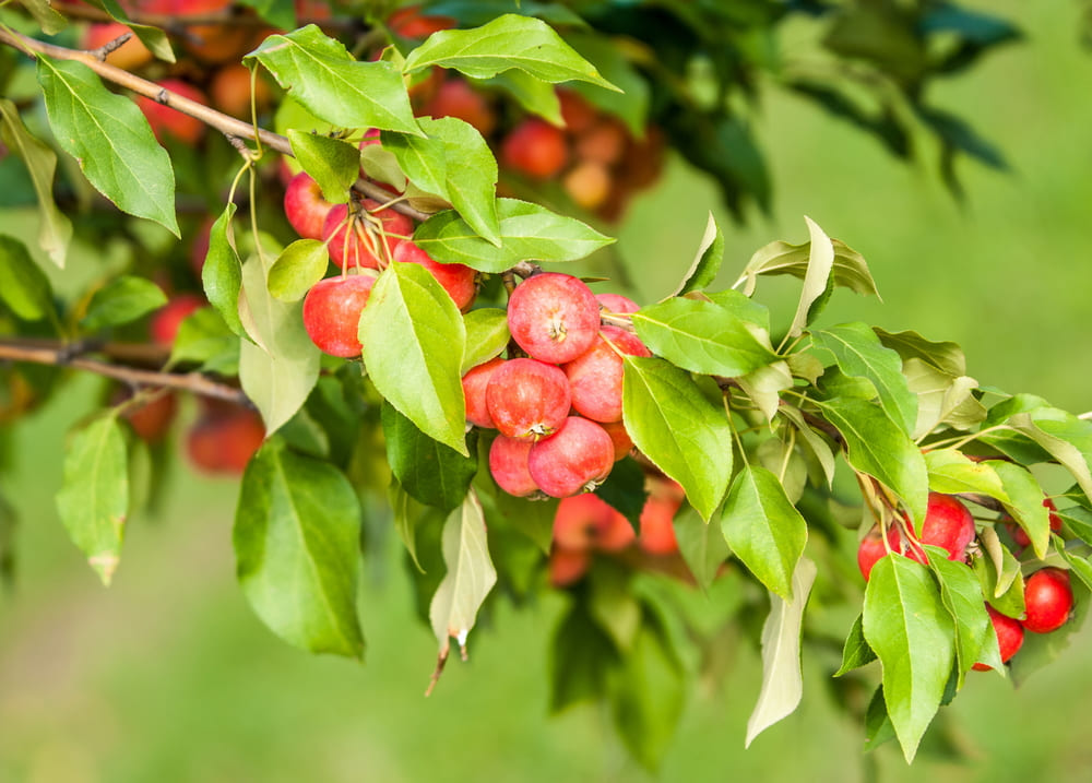 Crab Apples