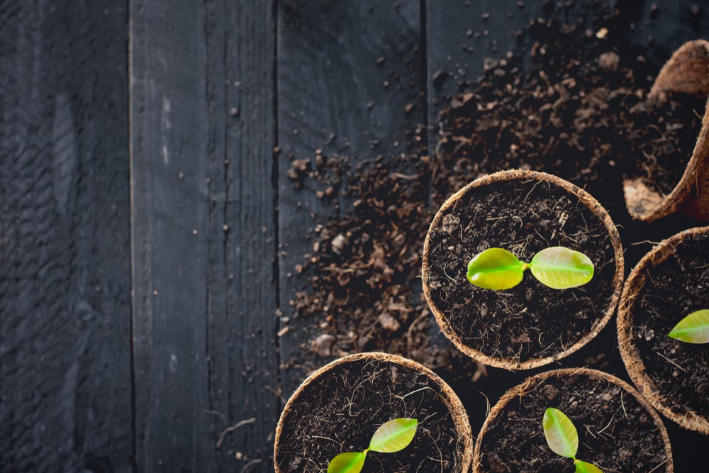 signs of bad potting soil