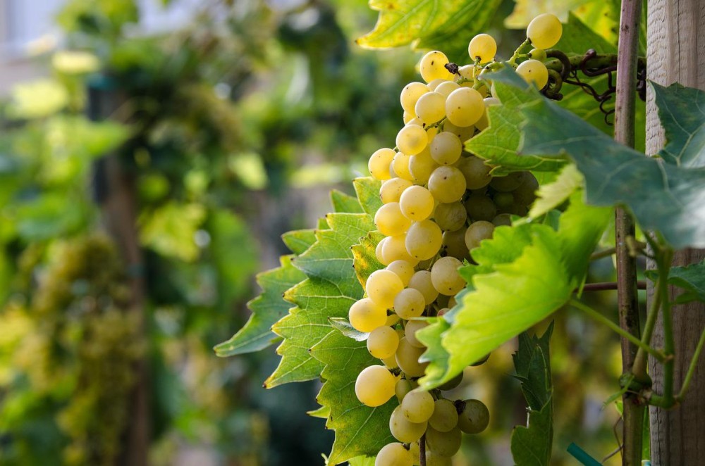 grapes