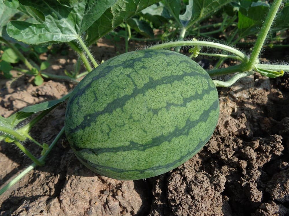 watermelons