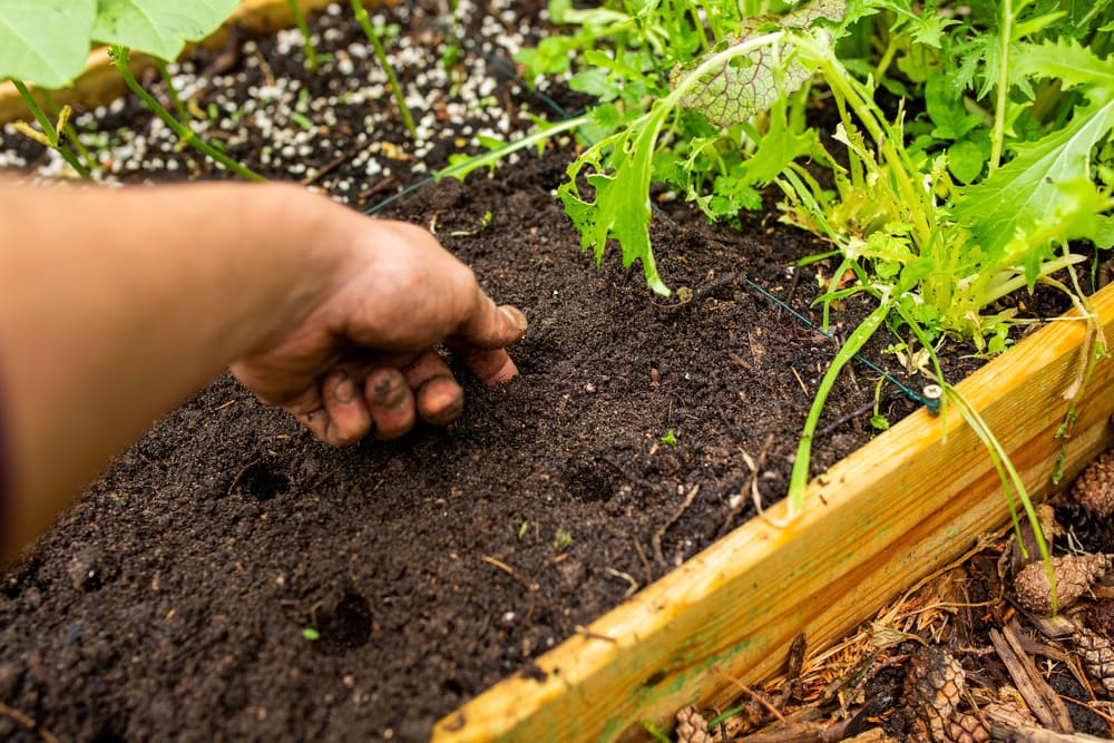 your seedlings need watering