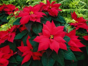 Bright poinsettia flowers placed outdoors