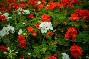 How to Save Geraniums for Winter