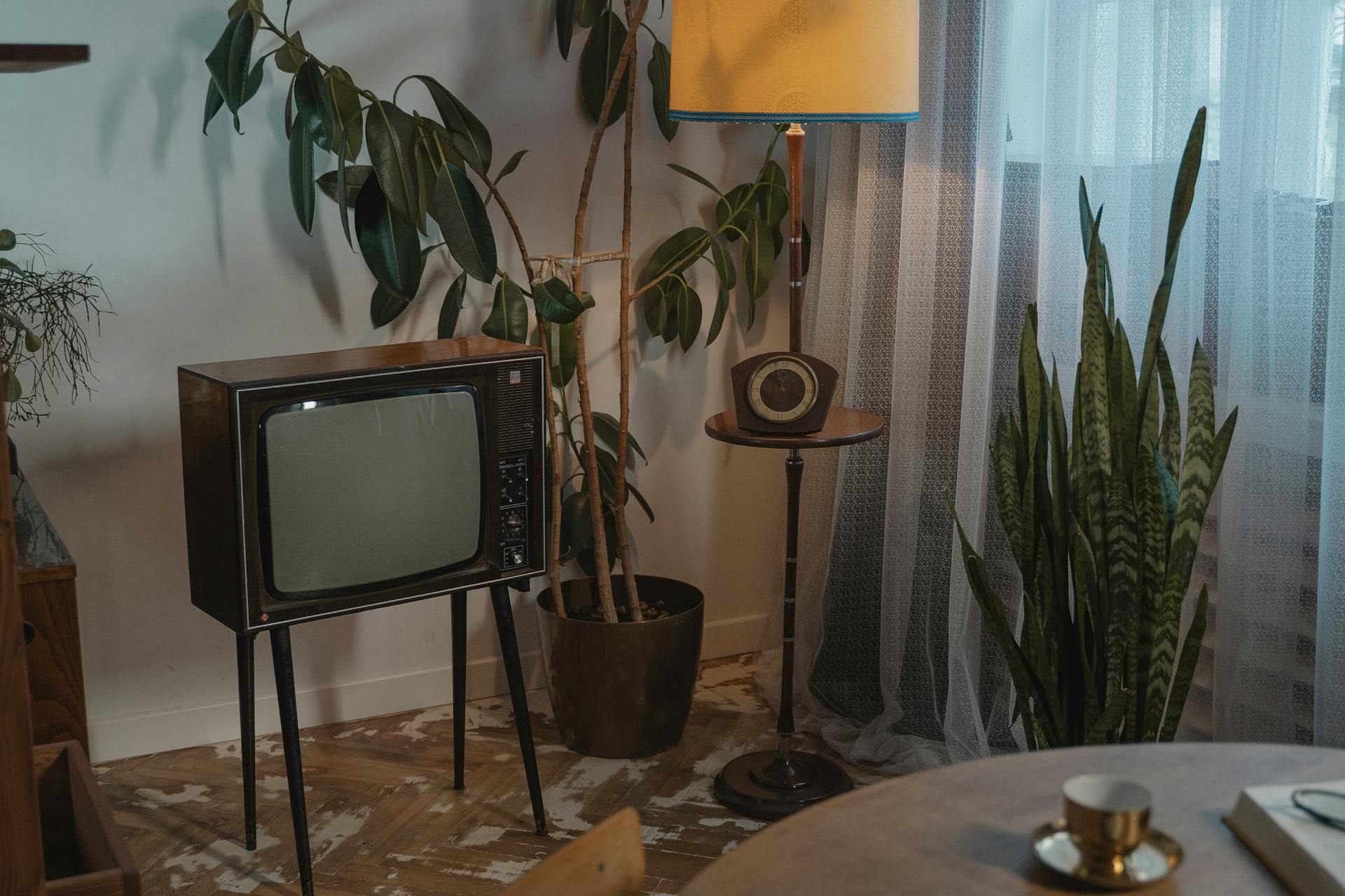 Snake plant in a living room