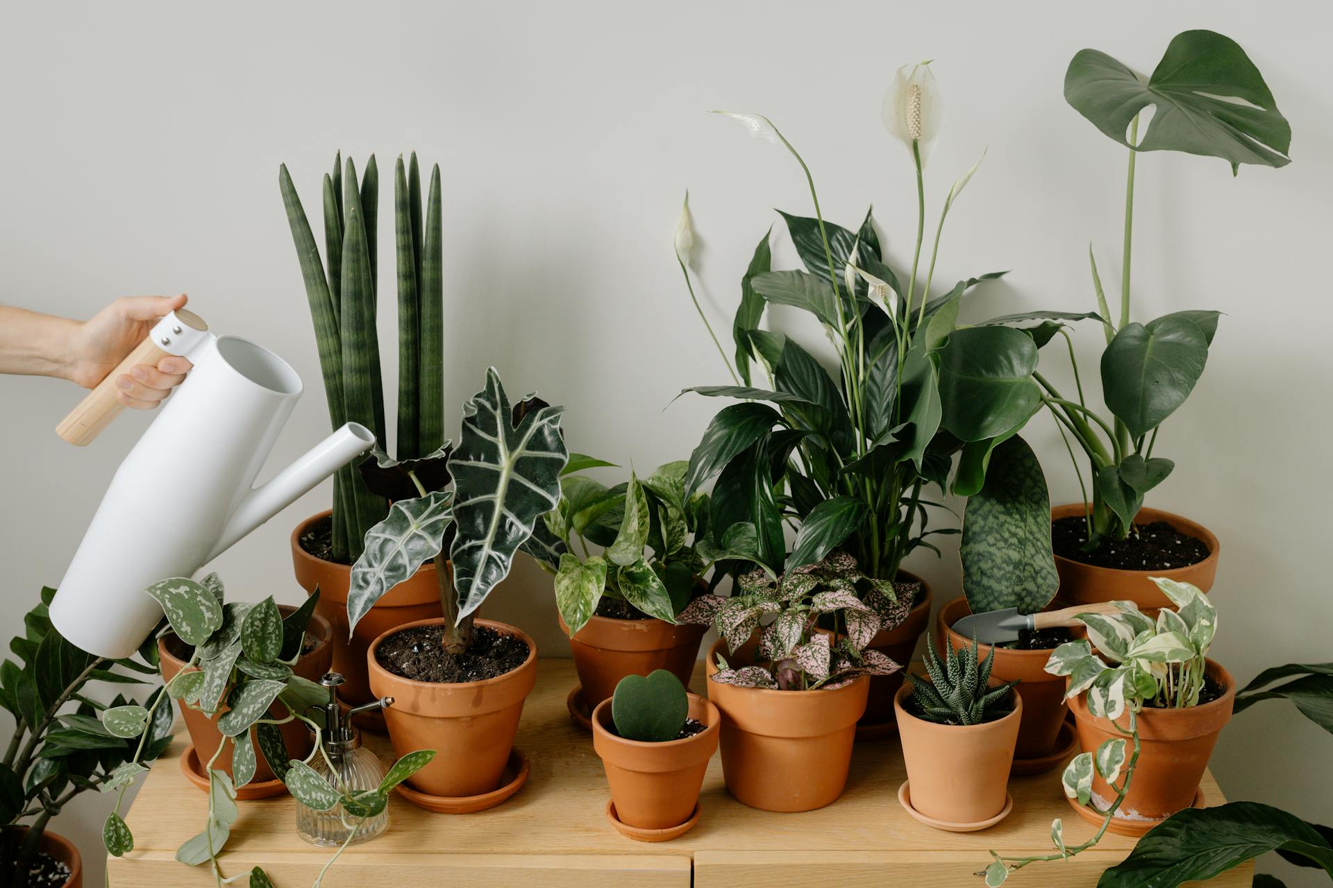 Someone watering indoor plants