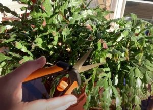 pruning a christmas cactus