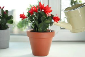 watering a christmas cactus