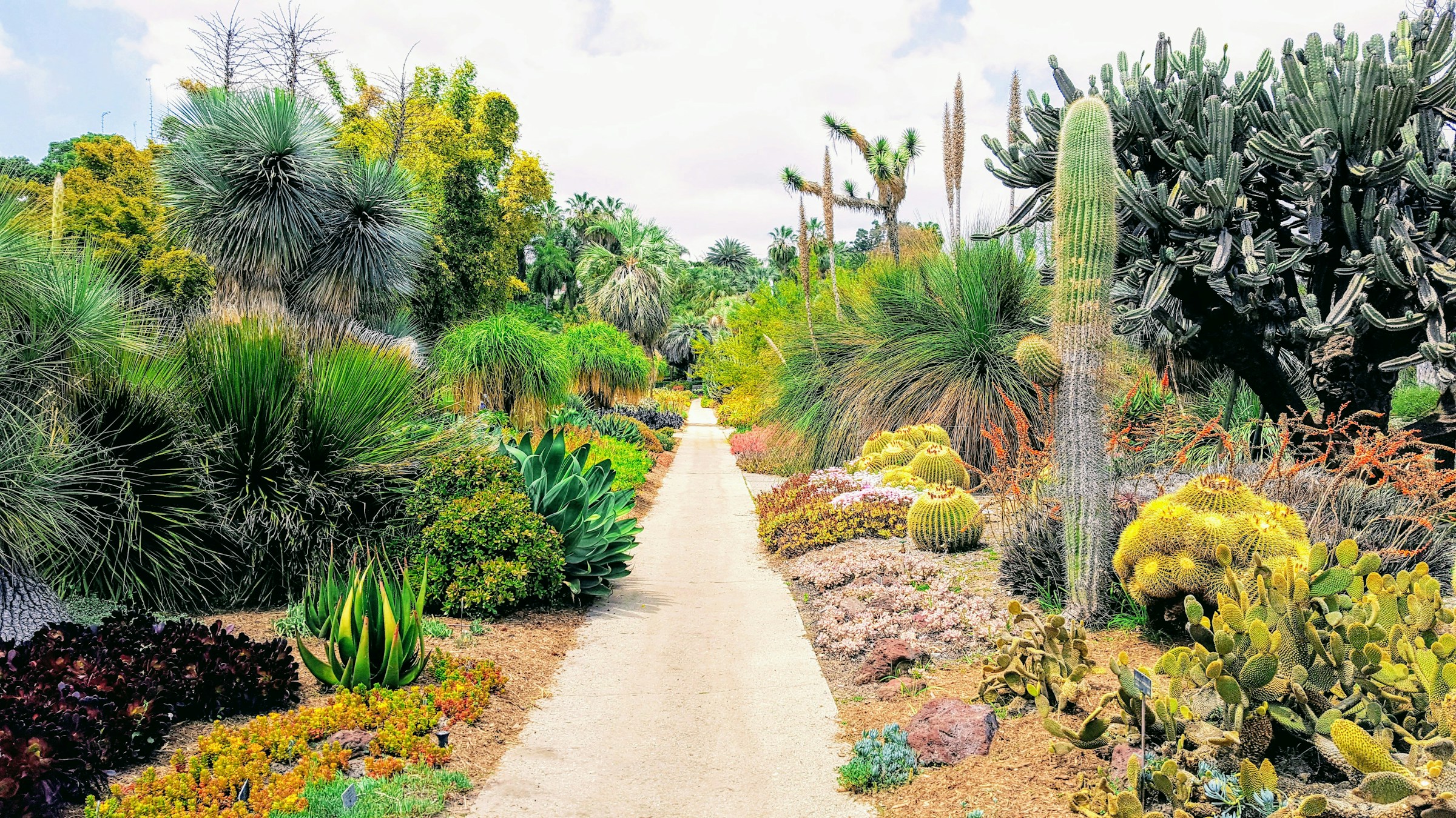 A cactus garden with a yellow hue