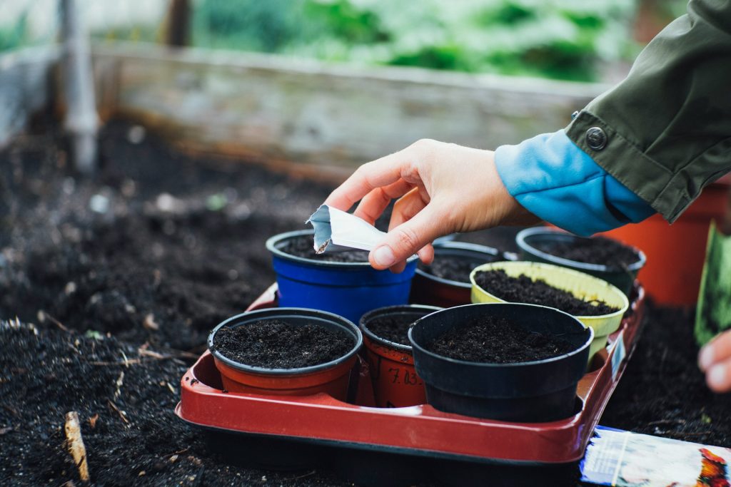 A person putting seeds in small plastic pots