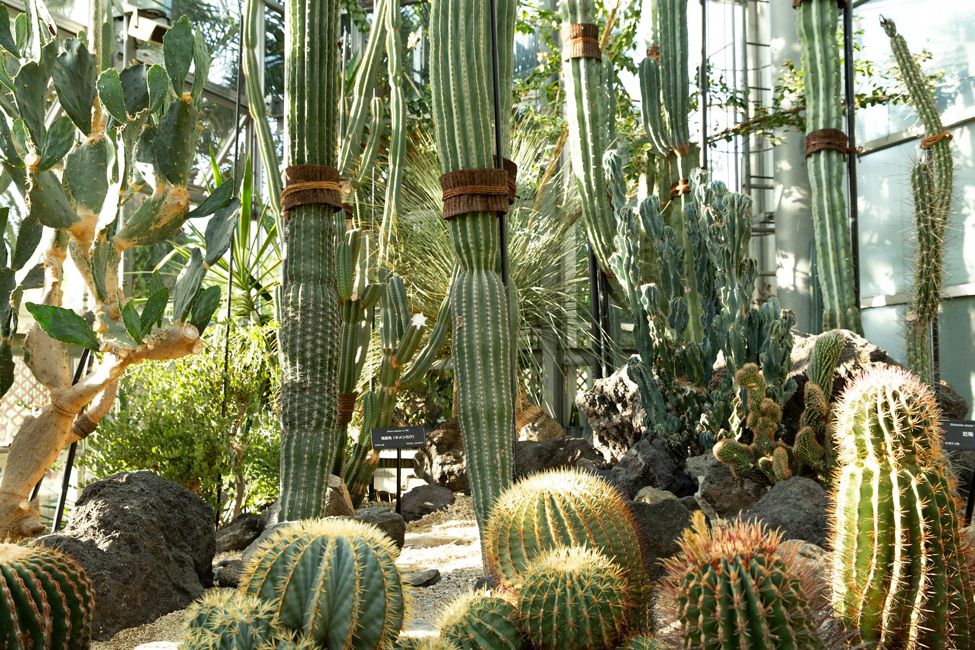 Cacti growing in a greenhouse with other plants