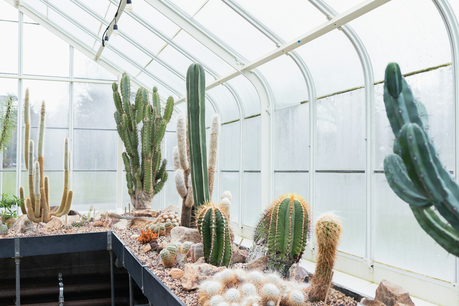 Cacti growing in a greenhouse