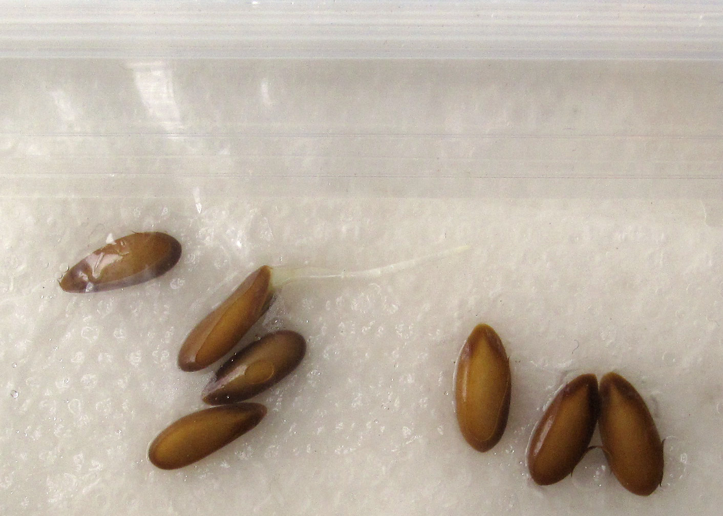 Cantaloupe seeds germinating in paper towel