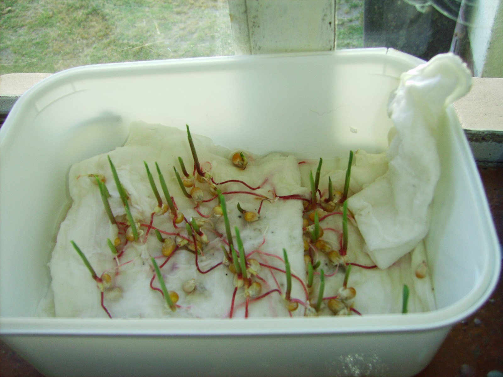 Corn seeds growing in cotton wool