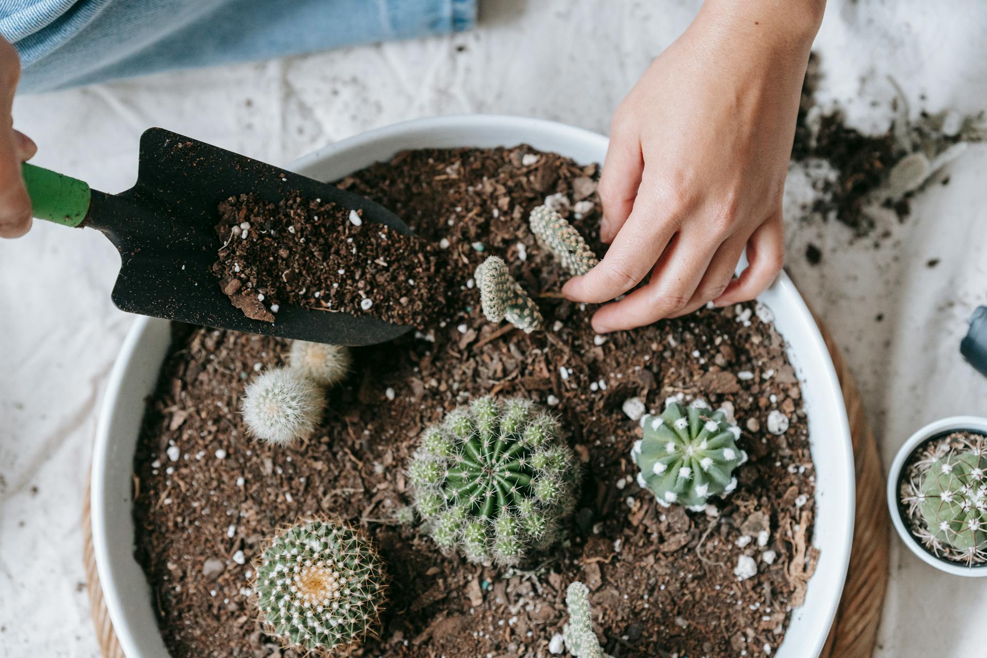 Gardener adding soil to a pot of various cacti