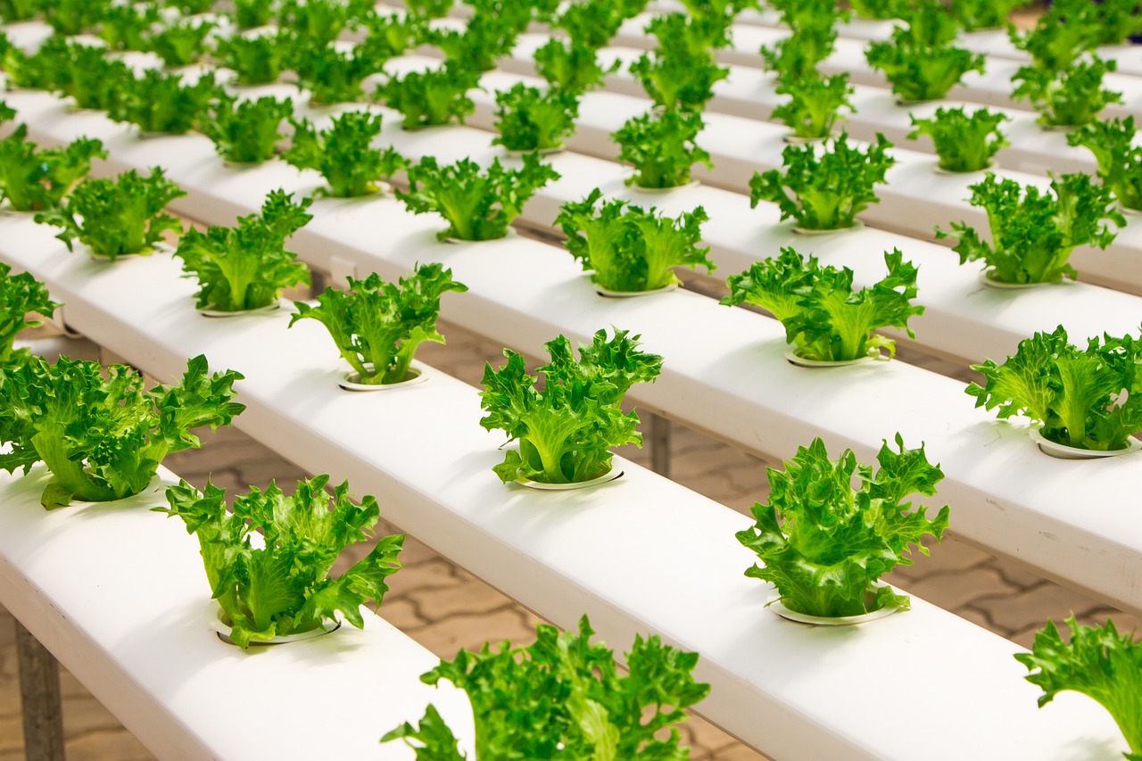 Lettuce growing in hydroponic systems