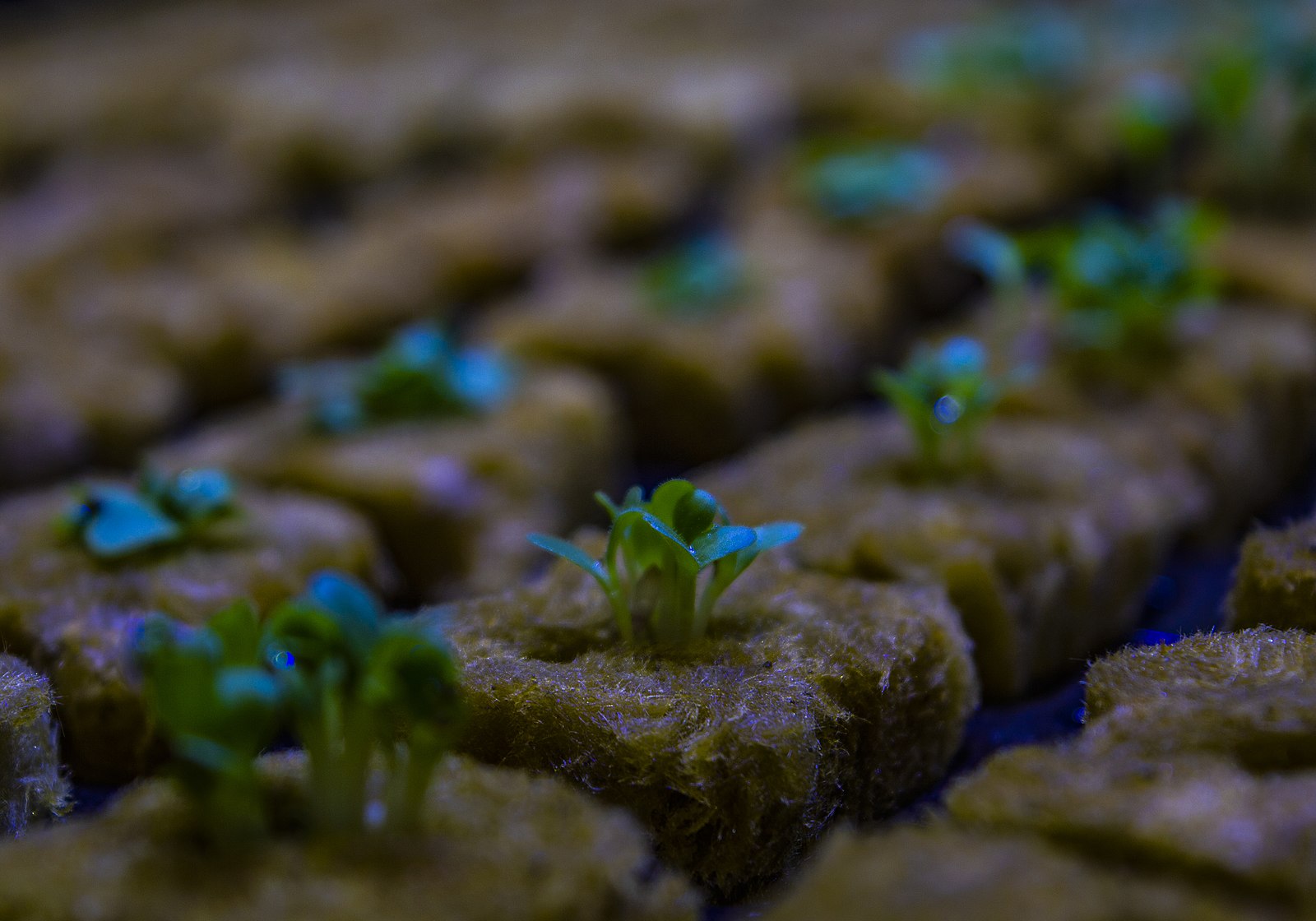 Rockwool germination process