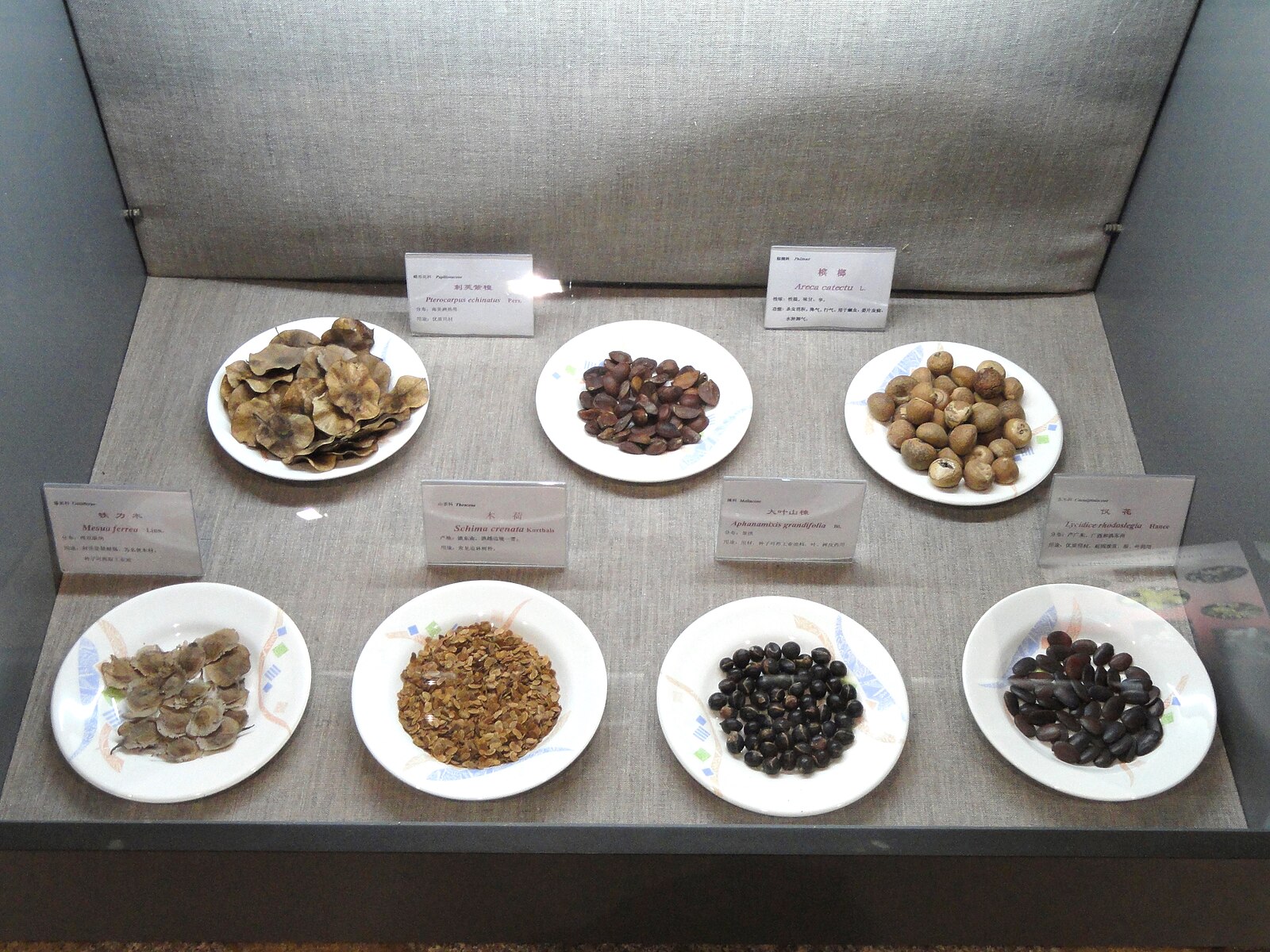 Seeds in the Kunming Botanical Garden