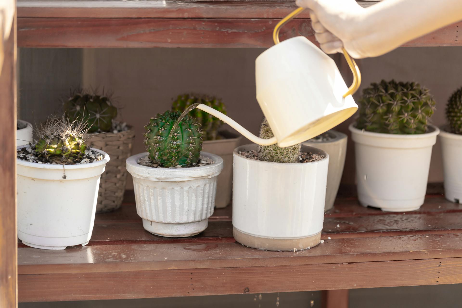 Someone watering a cactus