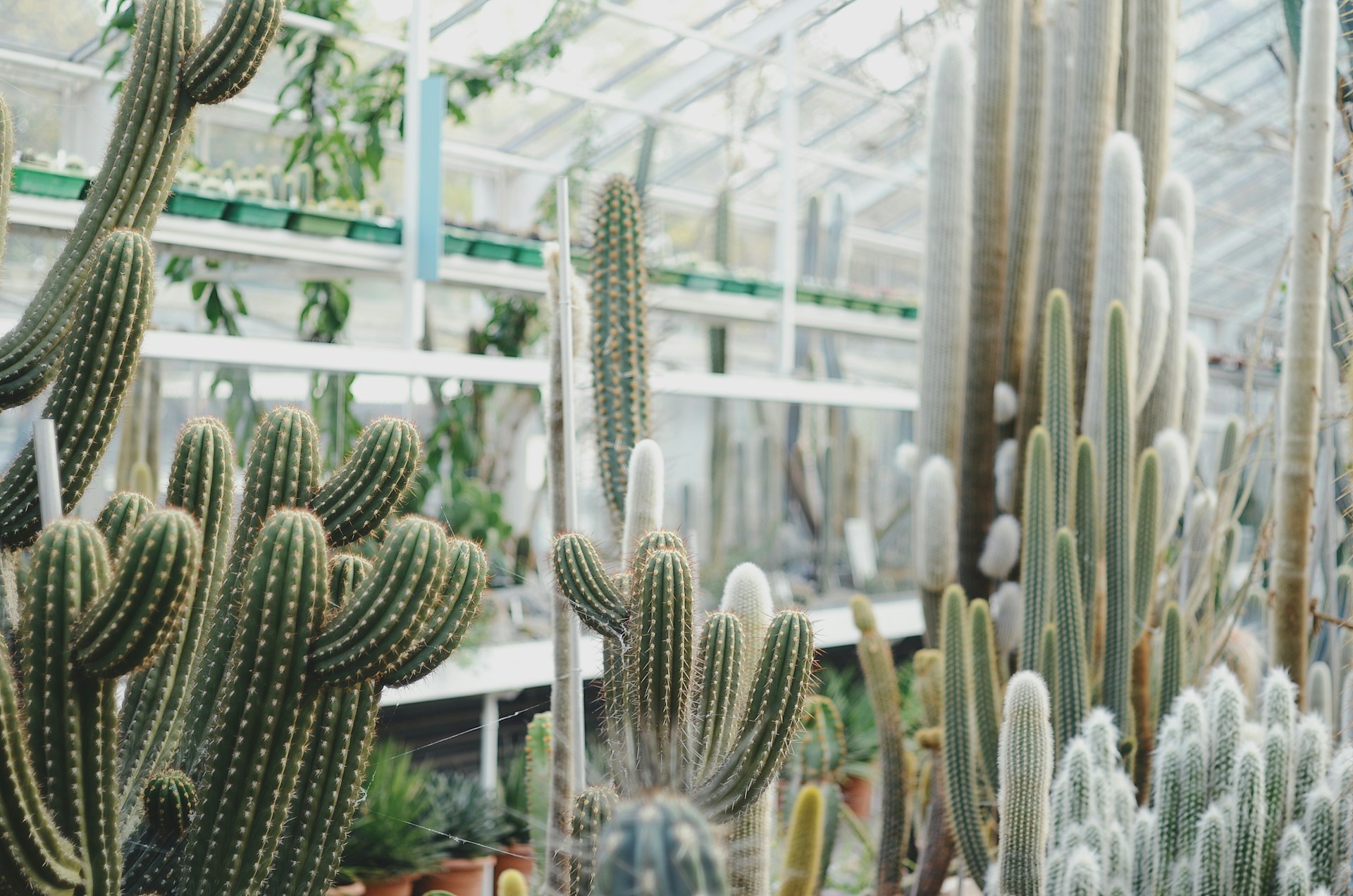 Various cacti growing indoors - how to plant a cactus