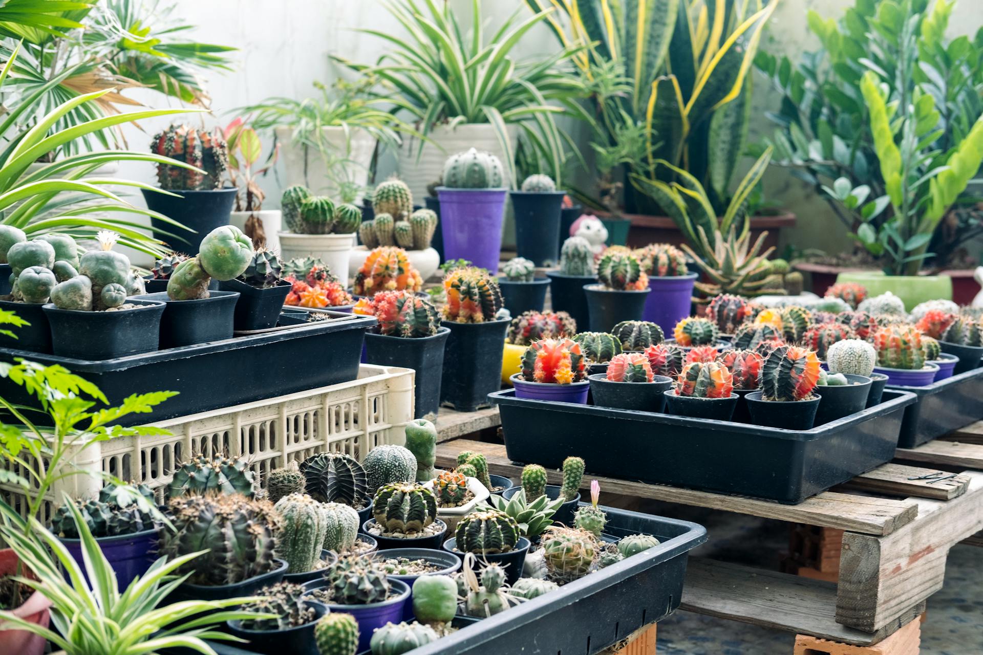 Various cacti plants growing in small containers