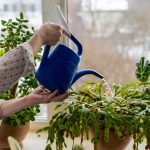 Things to Do With Christmas Cactus in November