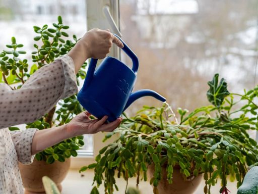 Things to Do With Christmas Cactus in November