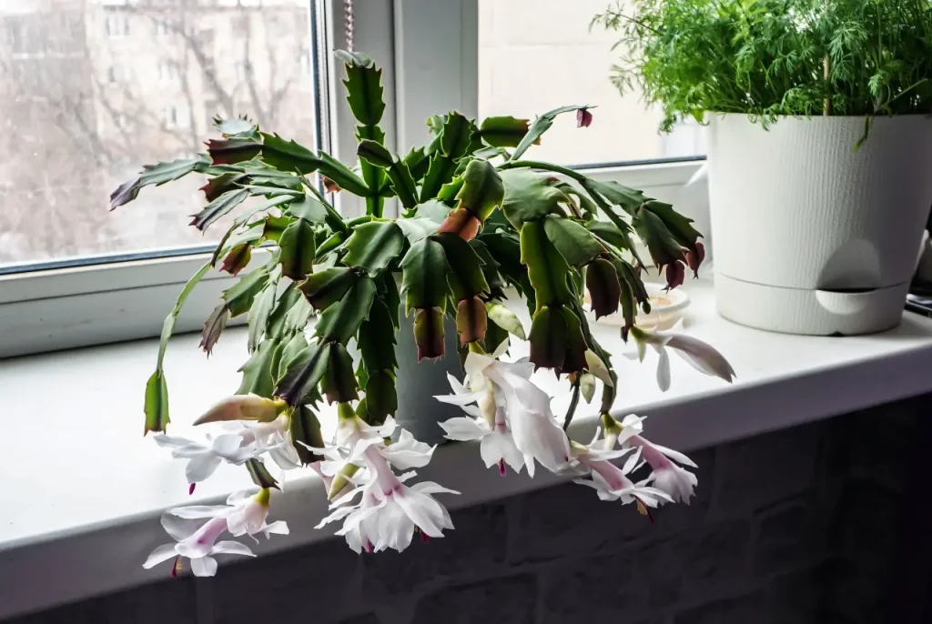 christmas cactus window sunlight