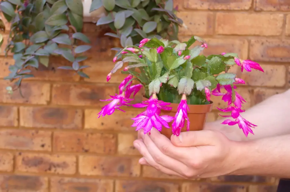repotting your Christmas Cactus