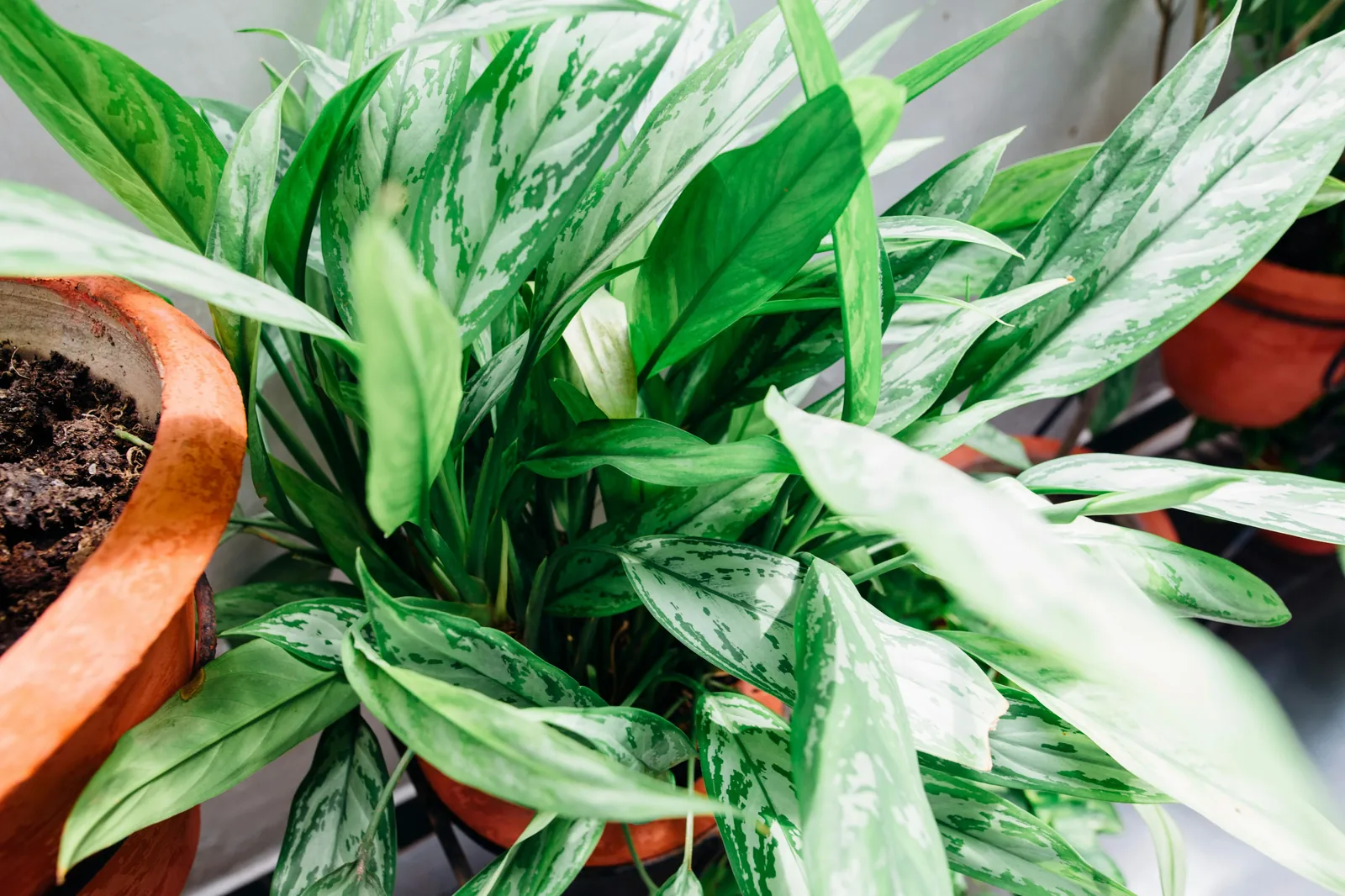 Chinese evergreen plant in a pot