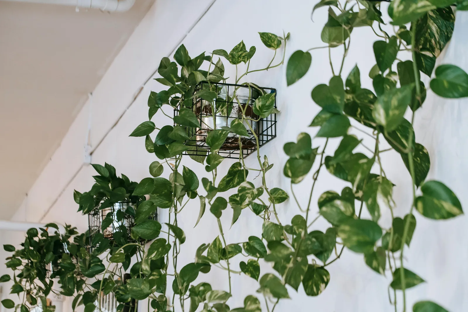 Pothos in hanging baskets climbing on white wall