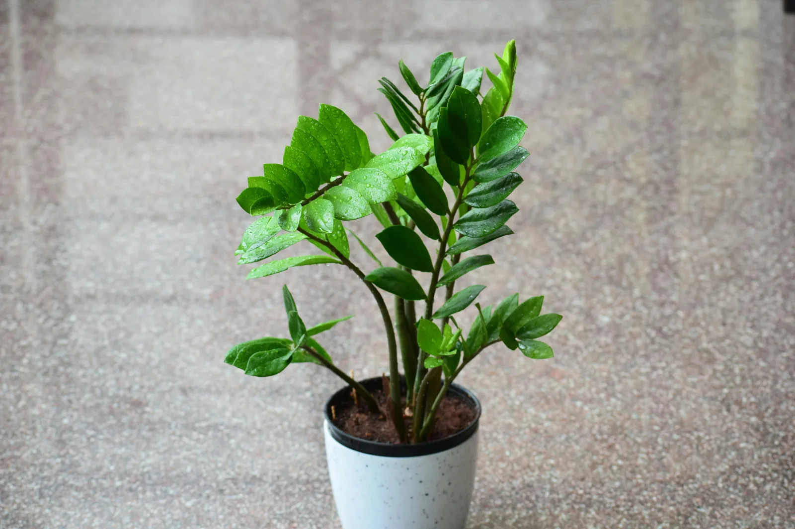 ZZ plant in a white pot on a marble floor