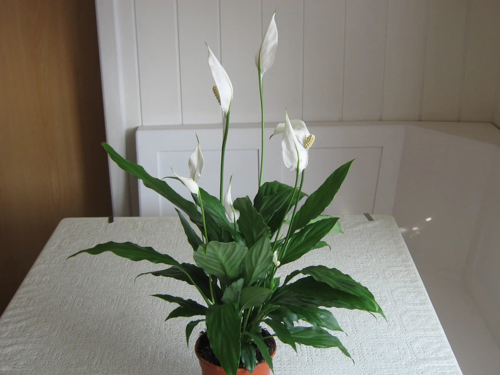 Peace lily in a pot on a white surface