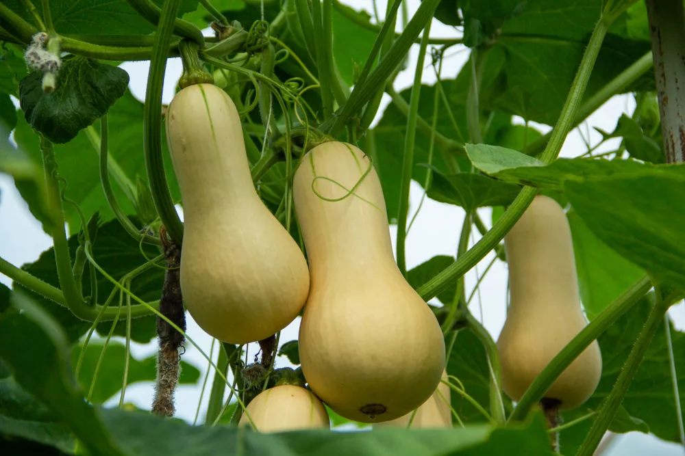 butternut squash