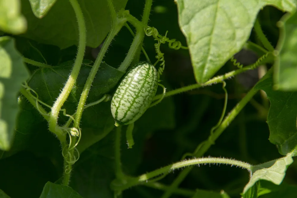 cucamelons
