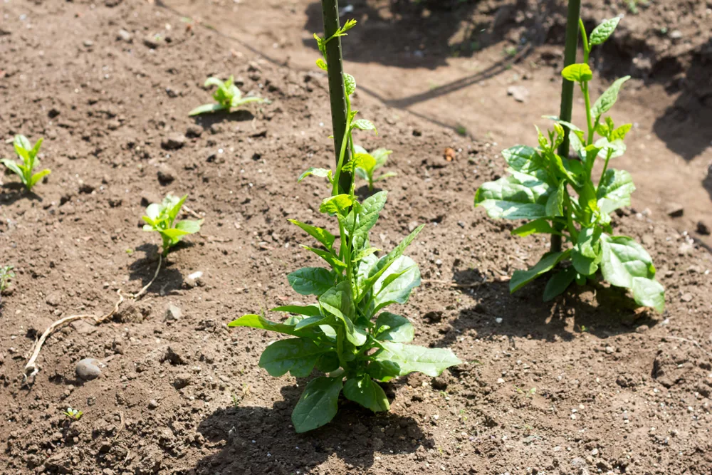 malabar spinach