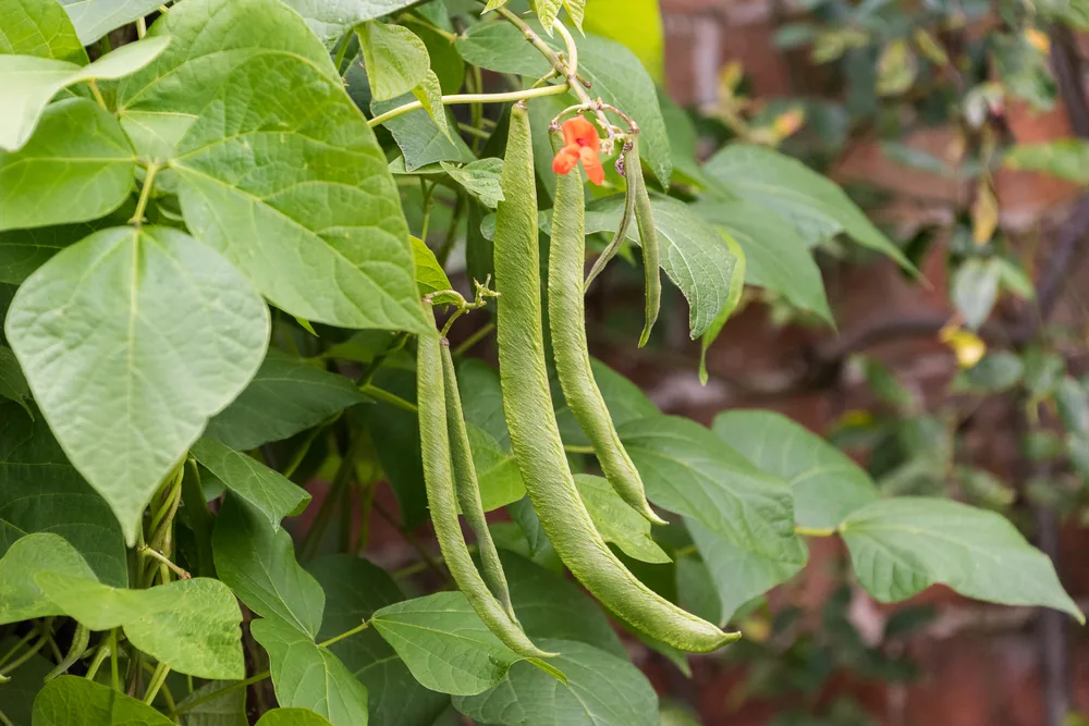 runner beans