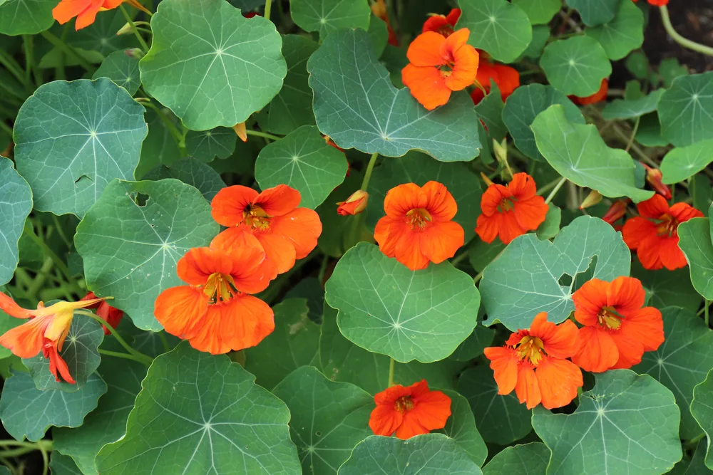 climbing nasturtium