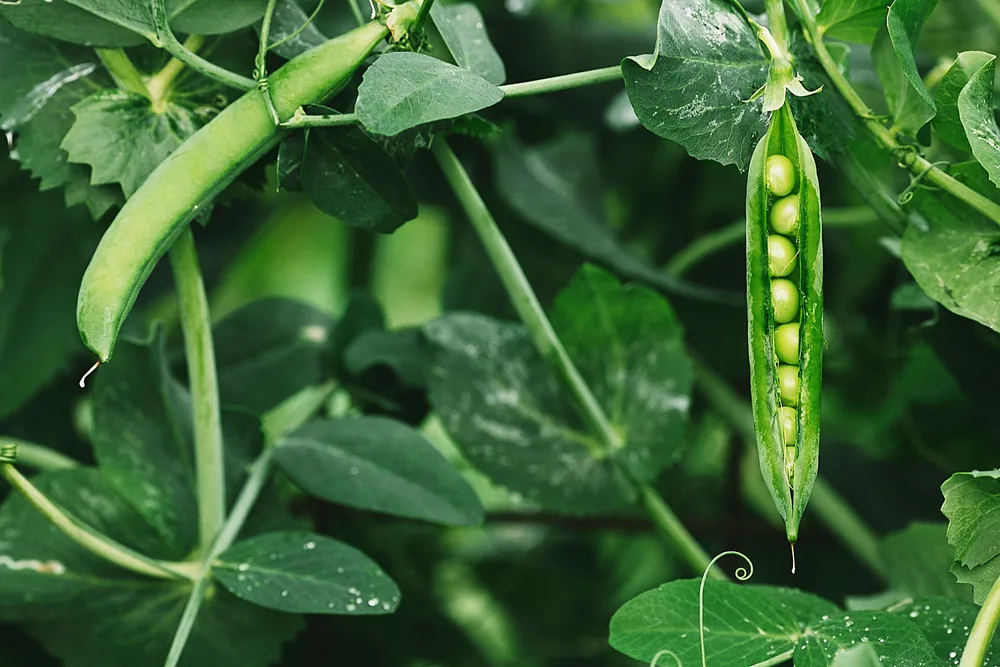sugar snap peas
