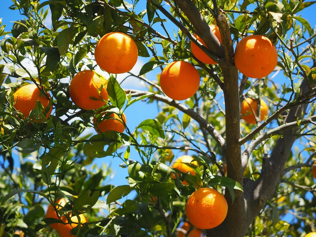 An orange tree