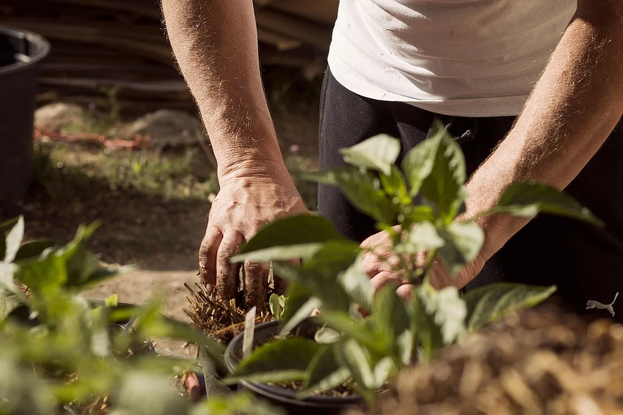 Gardener working in the garden