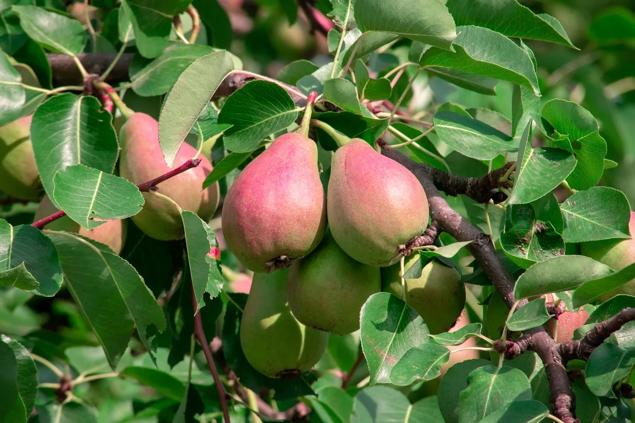 Pear tree with fruits